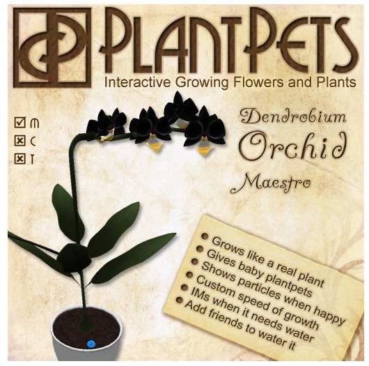 PlantPet Seed [Dendrobium Orchid *Maestro*] RARE