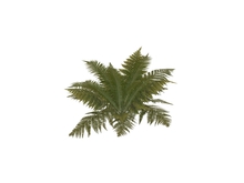 Bush ferns