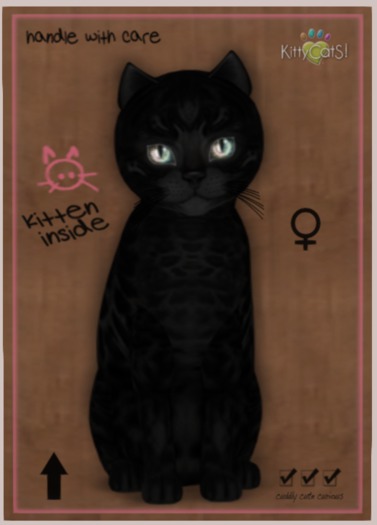 KittyCatS Box - New Born Kitten