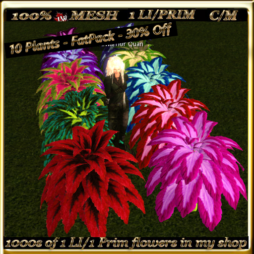 LW_ 10 Coleus Plants - FatPack - 30% Off