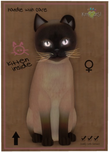 KittyCatS Box - Tonkinese - Champagne