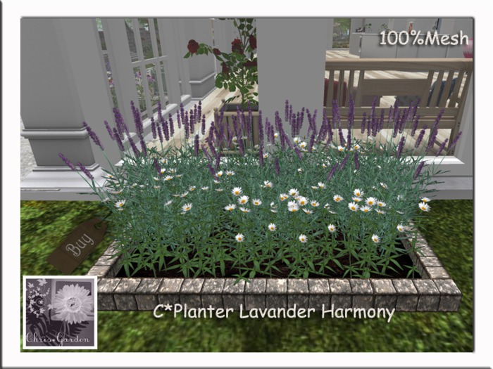 C*Planter Lavander Harmony