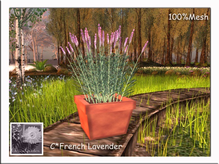 C*French Lavender