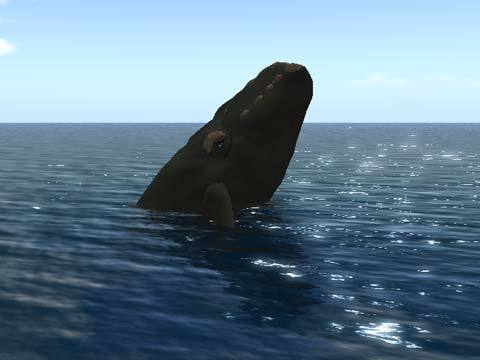 Right Whale WANDERER