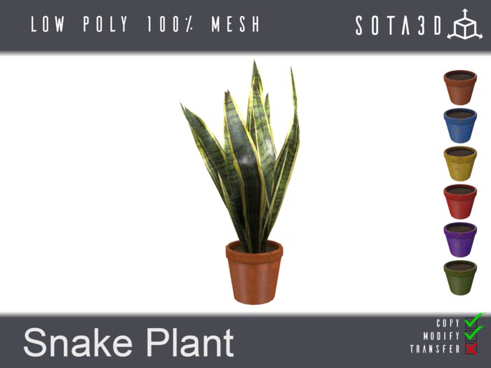 Snake Plant