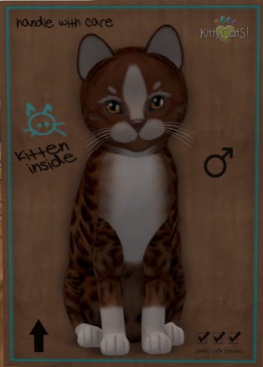 KittyCatS Box - New Born Kitten