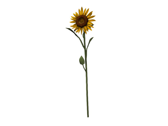 [Px] Single Tall Sunflower