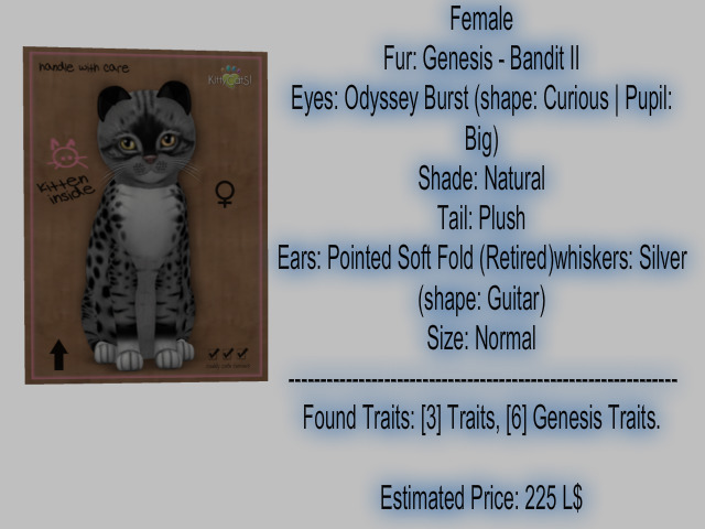 KittyCatS Box - New Born Kitten