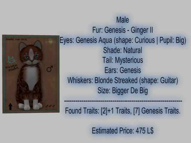 KittyCatS Box - New Born Kitten