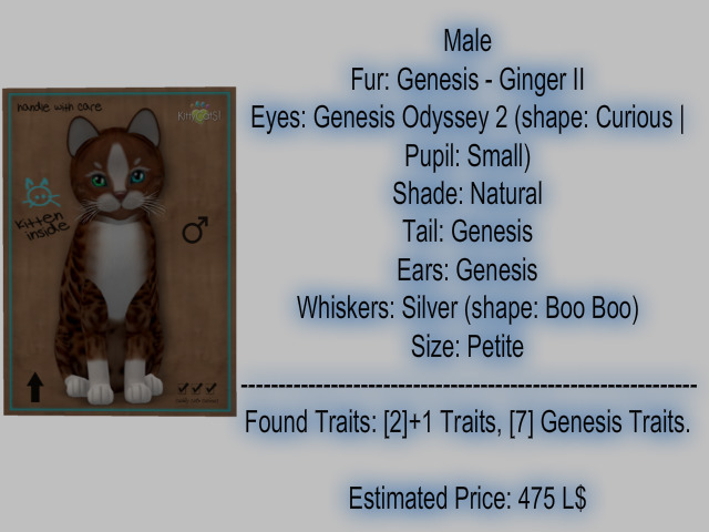 KittyCatS Box - New Born Kitten-Male