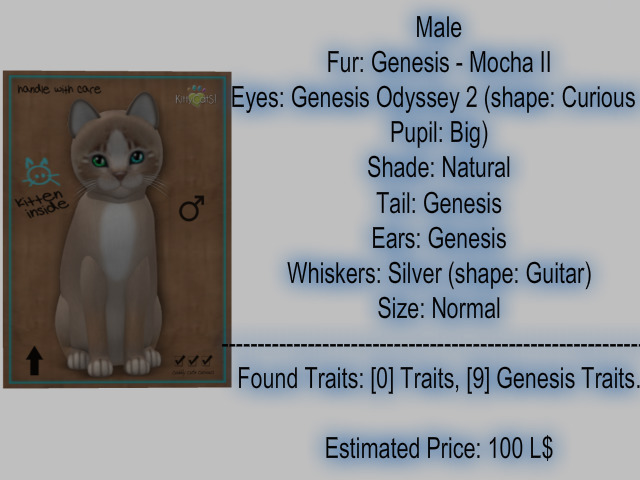 KittyCatS Box - New Born Kitten