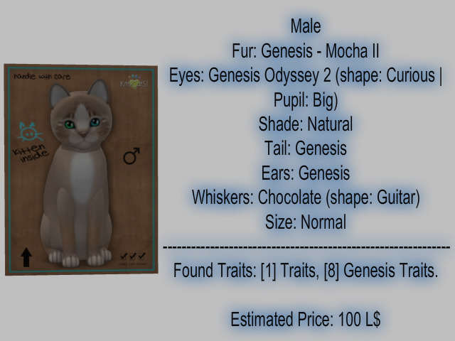 KittyCatS Box - New Born Kitten