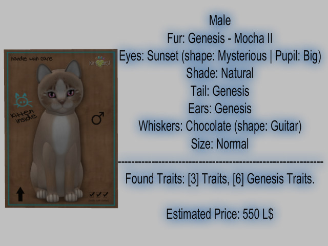 KittyCatS Box - New Born Kitten
