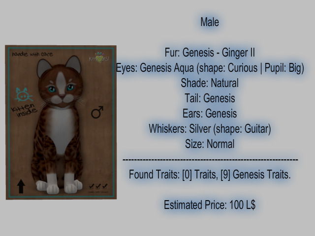 KittyCatS Box - New Born Kitten