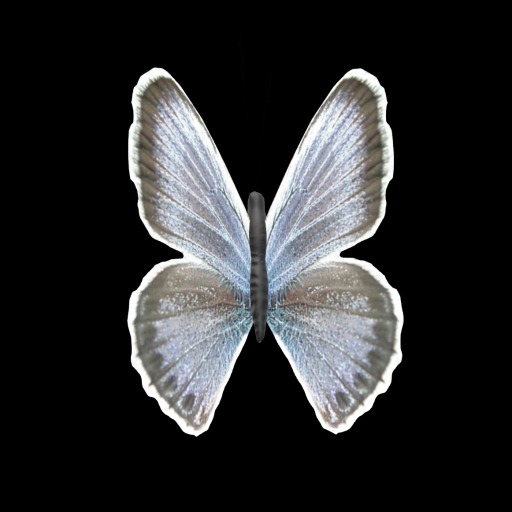 {Papillon} Festive Butterfly Starter
