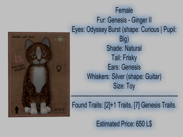 KittyCatS Box - New Born Kitten