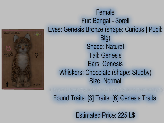 KittyCatS Box - New Born Kitten