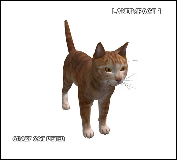 mesh cat peter