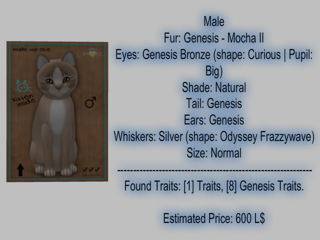 KittyCatS Box - New Born Kitten