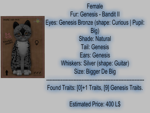 KittyCatS Box - New Born Kitten