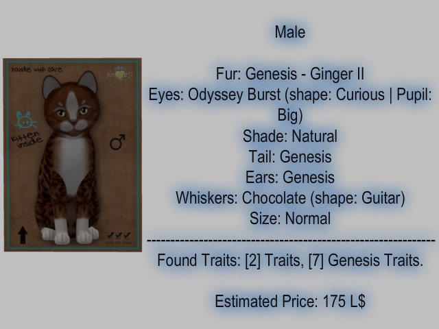 KittyCatS Box - New Born Kitten