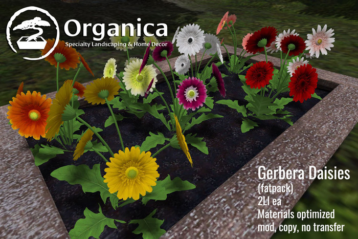 [ Organica ] Gerbera Daisies (Fatpack)