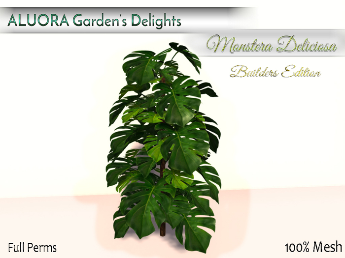 *ALUORA* Garden's Delights - Monstera Deliciosa