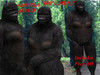 Gorilla avatar ad