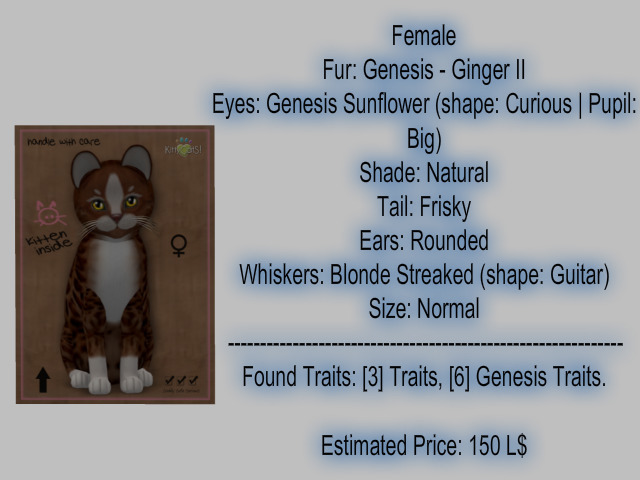 KittyCatS Box - New Born Kitten