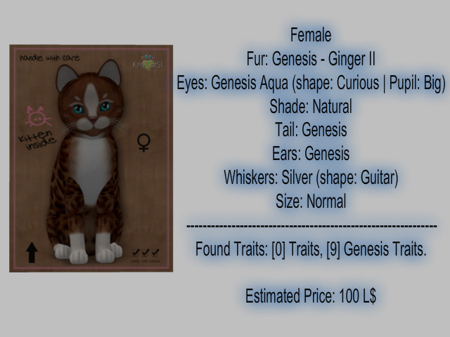 KittyCatS Box - New Born Kitten