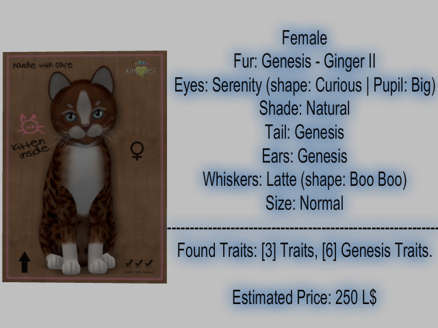 KittyCatS Box - New Born Kitten