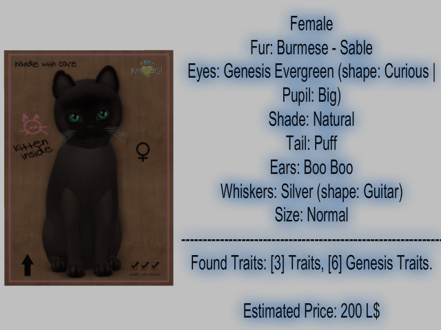 KittyCatS Box - New Born Kitten