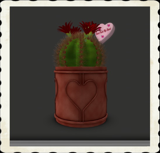 Love Cactus