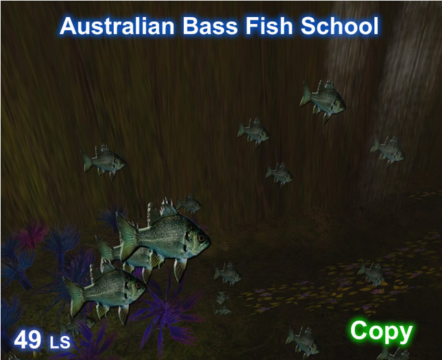 Australian Bass Fish school
