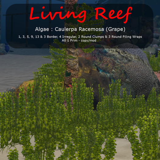 Inochi Reef : Algae ""