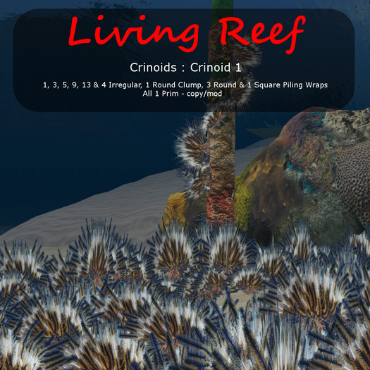 Inochi Reef : Crinoid 1