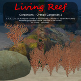 Inochi Reef : Gorgonians -