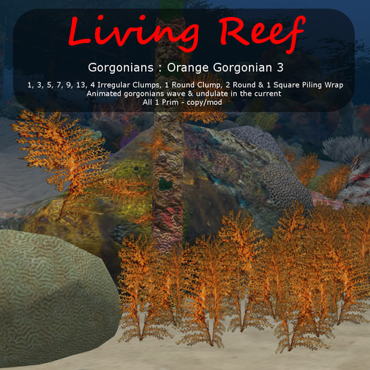 Inochi Reef : Gorgonians - 
