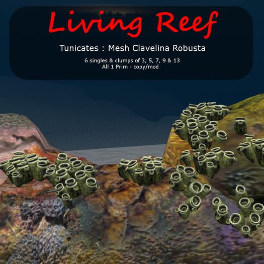 Inochi Reef : Mesh Tunicate ""