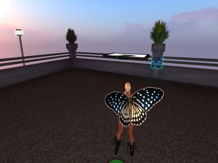 black/white/yellow speckled wings