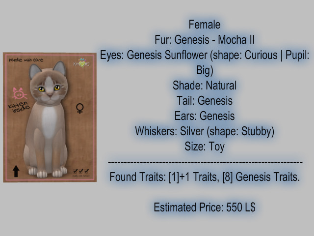 KittyCatS Box - New Born Kitten