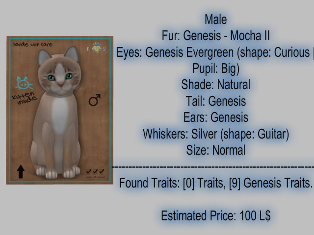 KittyCatS Box - New Born Kitten