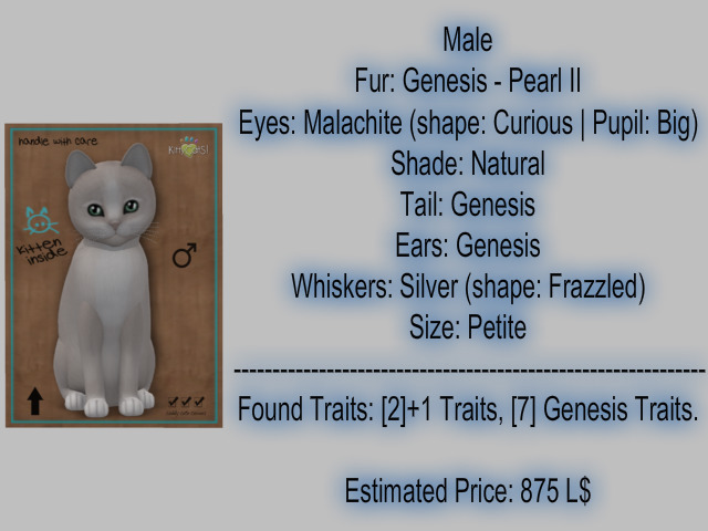 KittyCatS Box - New Born Kitten