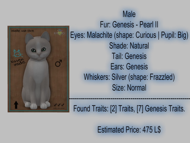 KittyCatS Box - New Born Kitten