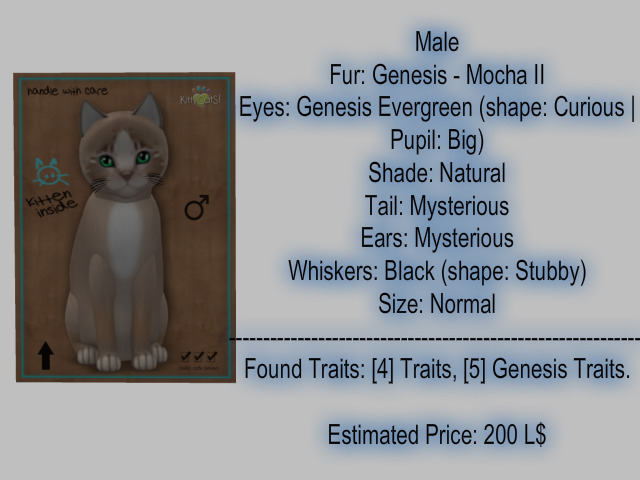 KittyCatS Box - New Born Kitten