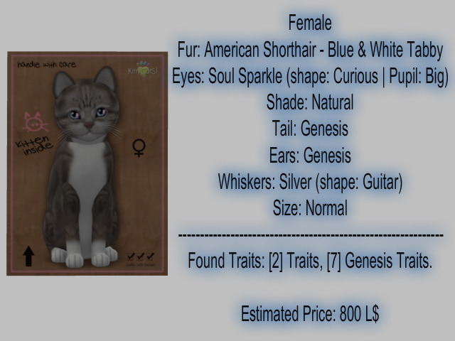 KittyCatS Box - New Born Kitten