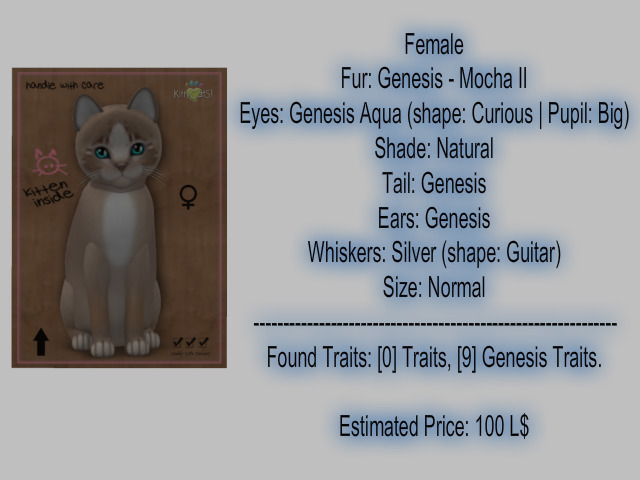 KittyCatS Box - New Born Kitten