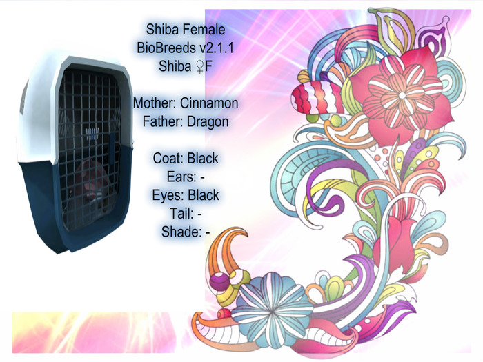 BB Shiba Box