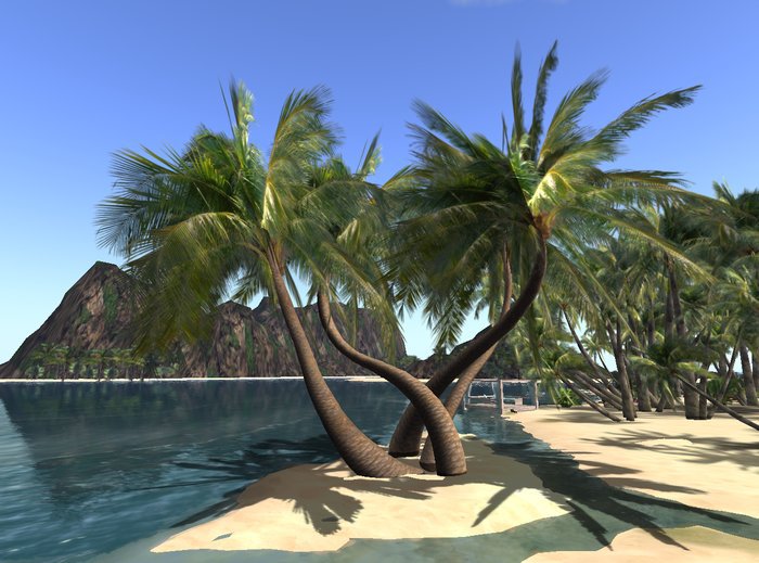 Box Tronco Palmera y Ramas Palmera