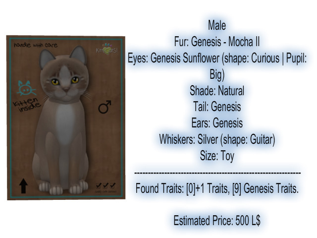 KittyCats Box - New Born Kitten-Male